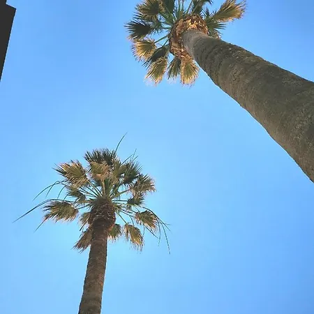 Twin Palms *